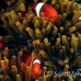 anemonefish_spinecheek_mid_h_0705_png1348.jpg